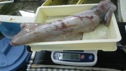 白浜袋の地磯　ヤエン釣りでアオリイカ3.2ｋｇ！！