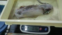 白浜袋の地磯　ヤエン釣りでアオリイカ3.2ｋｇ！！