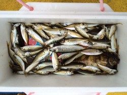 マリーナシティ海釣り公園　サビキで豆アジ大漁です