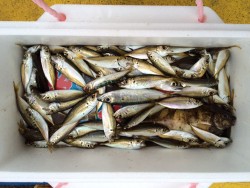 マリーナシティ海釣り公園　サビキで豆アジ大…