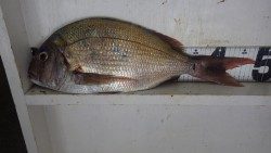 みなべ町森の鼻　オキアミフカセでマダイの釣果