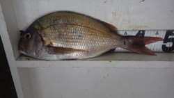 みなべ町森の鼻　オキアミフカセでマダイの釣…