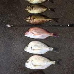 大屋地磯にてアイゴ・ヘダイ・マダイ・カワハギ