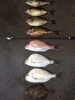 大屋地磯にてアイゴ・ヘダイ・マダイ・カワハギ