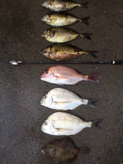 大屋地磯にてアイゴ・ヘダイ・マダイ・カワハ…