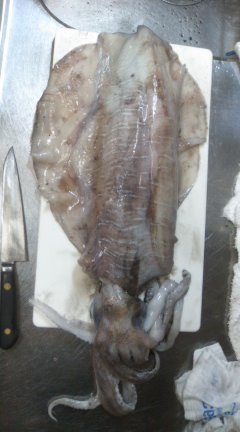 下田原漁港（古座）