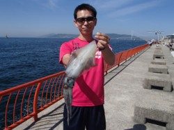 神戸市立平磯海づり公園 グリーンのエギ4号でアオリイカ♪