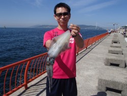 神戸市立平磯海づり公園 グリーンのエギ4号…