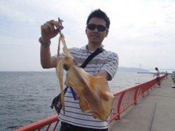 神戸市立平磯海づり公園 アジカラーのエギでアオリイカ1000ｇ