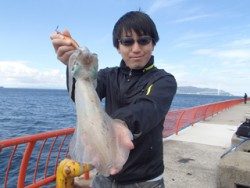 平磯海釣り公園　エギングでアオリイカ900g