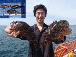 神戸市立平磯海づり公園、シラサでガシラ