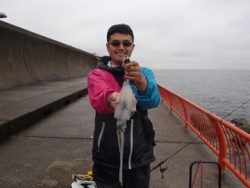 神戸市立須磨海づり公園　エギングでアオリイカ