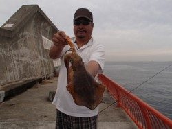 神戸市立平磯海づり公園　アオリイカ