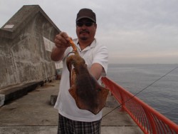 神戸市立平磯海づり公園　アオリイカ