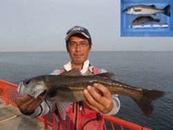 神戸市立平磯海づり公園　ハネ、アイナメ