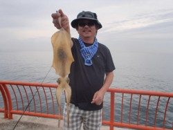 神戸市立平磯海づり公園 パープルカラーのエギでアオリイカ800ｇ