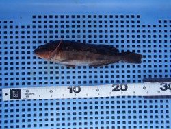 神戸市立平磯海づり公園　投げ釣りでアイナメ