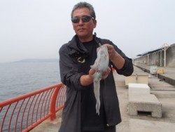 神戸市立平磯海づり公園 オレンジカラーのエギでアオリイカ