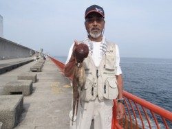 神戸市立平磯海づり公園 テンヤに鳥皮でタコ1150g 兵庫県 瀬戸内海側 神戸市立平磯海づり公園 タコ餌釣り タコ 陸っぱり 釣り 魚釣り 釣果情報サイト カンパリ