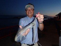 神戸市立平磯海づり公園　アオリイカ700g