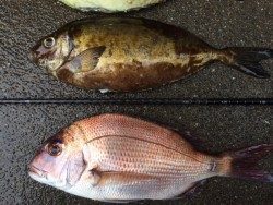 大屋地磯にてアイゴ・ヘダイ・マダイ・カワハギ