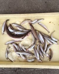 和歌山マリーナシティ海釣り公園 ちょい投げでキス☆　サビキでアジ・イワシも