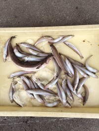 和歌山マリーナシティ海釣り公園 ちょい投げ…