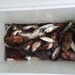 和歌山マリーナシティ海釣り公園　サビキで数釣り