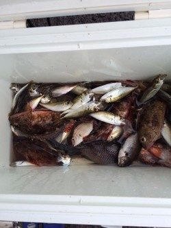 和歌山マリーナシティ海釣り公園　サビキで数釣り