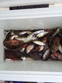 和歌山マリーナシティ海釣り公園　サビキで数…