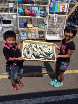 マリーナシティ海釣り公園　サビキのイワシ＆サバ好調