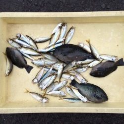 和歌山マリーナシティ海釣り公園 短時間でサビキ好釣果でした♪