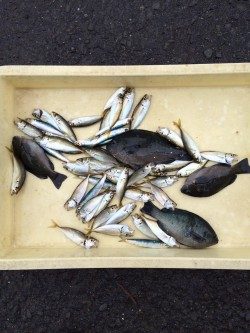 和歌山マリーナシティ海釣り公園 短時間でサビキ好釣果でした♪