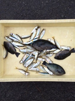 和歌山マリーナシティ海釣り公園 短時間でサ…