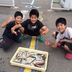 マリーナシティ海釣り公園　サビキでイワシ・ガシラの釣果