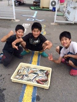 マリーナシティ海釣り公園　サビキでイワシ・ガシラの釣果