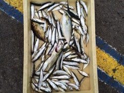 マリーナシティ海釣り公園でファミリーサビキ&のませ