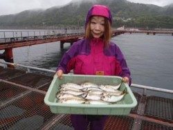 神戸市立須磨海づり公園　サビキでアジの釣果です