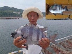 須磨海釣り公園　落とし込みでイシダイ39.5cm！