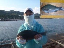 神戸市立須磨海づり公園 記録賞サイズのグレ31.4ｃｍをキャッチ