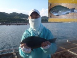 神戸市立須磨海づり公園 記録賞サイズのグレ…