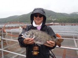 神戸市立須磨海づり公園 落とし込みでチヌ45.3ｃｍ☆