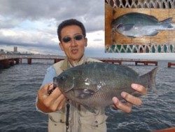 須磨海釣り公園　落とし込みでグレ32.4cm