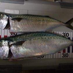 キター大サバ！