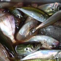 夕方の短時間で、キス、アジ、チャリコなど