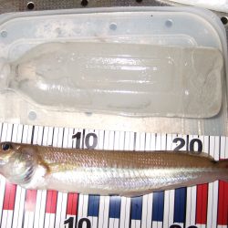 自己最高！２７㎝キスがこんな所で釣れました！