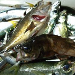 豆アジ、小サバ 祭り!