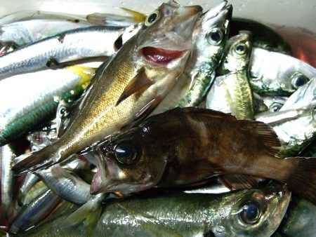 豆アジ、小サバ　祭り！