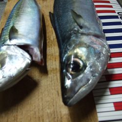 大サバ！釣れました！