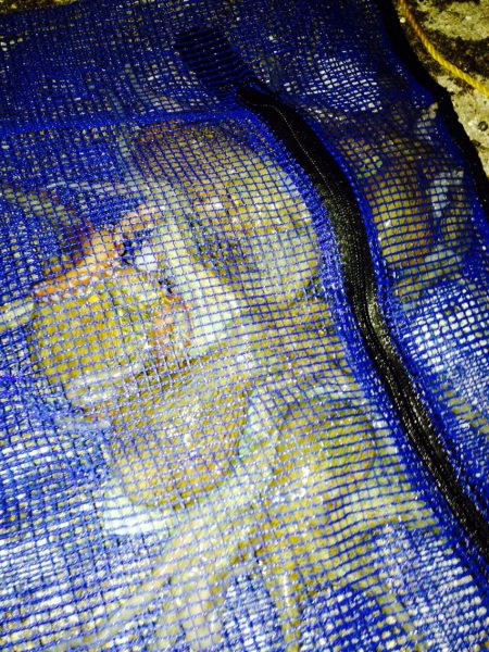 たこ！たこ！たこ祭り！たこゲーム最高！！